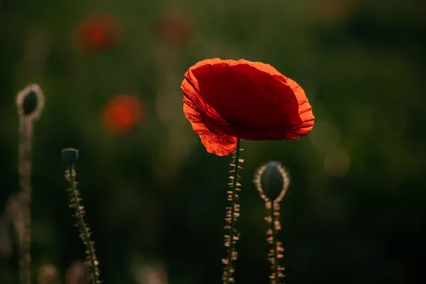 Campo Papavero Selvatico Armistizio Ricordo Giorno Sfondo — Foto Stock