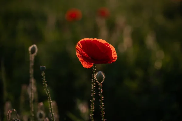 Wild Papaverveld Wapenstilstand Herinnering Dag Achtergrond — Stockfoto