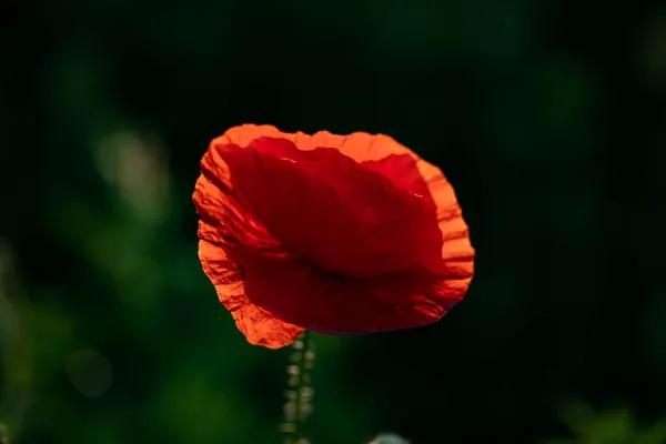 Campo Amapola Silvestre Armisticio Recuerdo Fondo Día — Foto de Stock