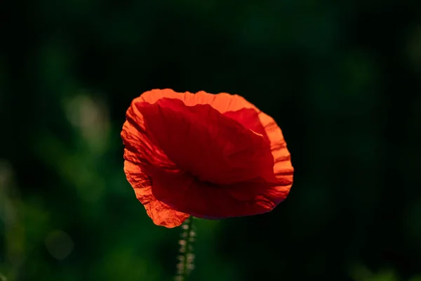 Wildes Mohnfeld Armistice Oder Remembrance Day Hintergrund — Stockfoto