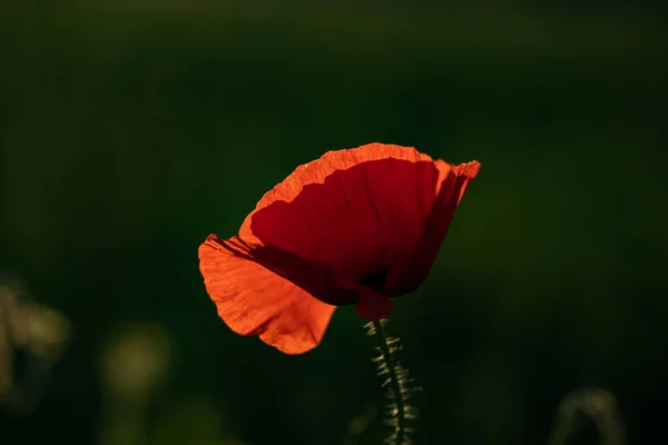 Wild Papaverveld Wapenstilstand Herinnering Dag Achtergrond — Stockfoto