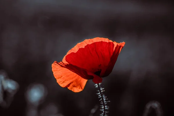 Campo Papoula Selvagem Armistício Lembrança Dia Fundo — Fotografia de Stock