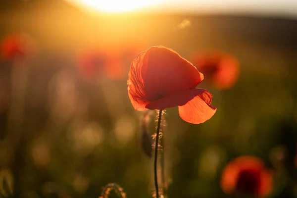 Campo Amapola Silvestre Armisticio Recuerdo Fondo Día — Foto de Stock