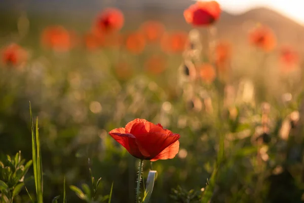 Campo Amapola Silvestre Armisticio Recuerdo Fondo Día — Foto de Stock