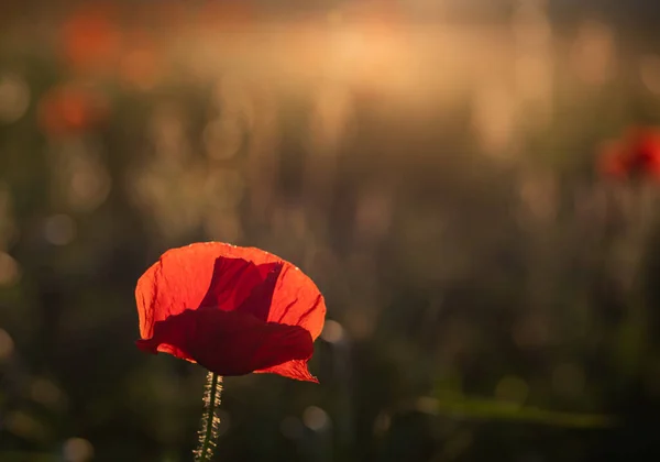 Wild Poppy Field Armistice Remembrance Day Background — Stock Photo, Image