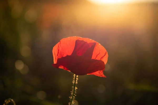 Wild Poppy Field Armistice Remembrance Day Background — Stock Photo, Image