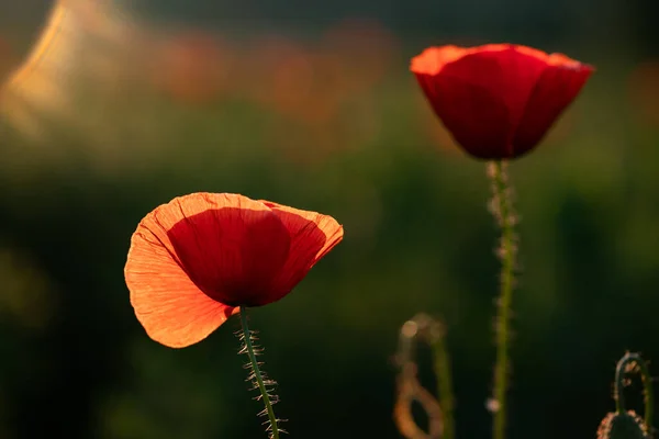 Wildes Mohnfeld Armistice Oder Remembrance Day Hintergrund — Stockfoto