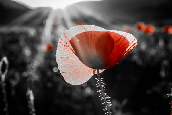 Campo Papoula Selvagem Armistício Lembrança Dia Fundo — Fotografia de Stock