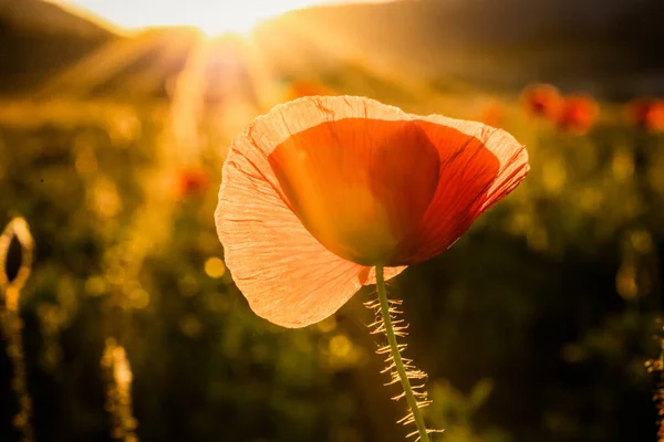 Campo Amapola Silvestre Armisticio Recuerdo Fondo Día — Foto de Stock