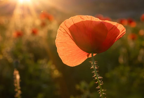 Campo Amapola Silvestre Armisticio Recuerdo Fondo Día — Foto de Stock