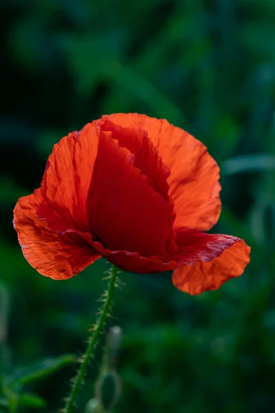 Champ Pavot Sauvage Armistice Fond Jour Souvenir — Photo