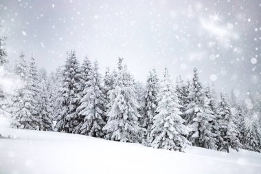 Sihirli kış manzarası Karlı köknar ağaçları