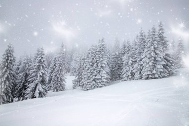 Sihirli kış manzarası Karlı köknar ağaçları