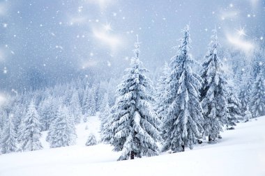 Sihirli kış manzarası Karlı köknar ağaçları