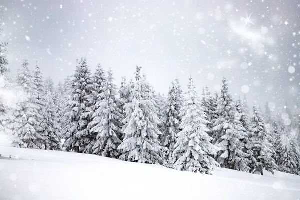 Paisagem Mágica Inverno Com Abetos Nevados — Fotografia de Stock