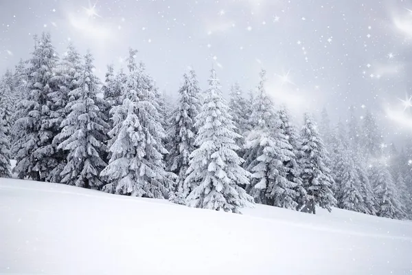 Paisagem Mágica Inverno Com Abetos Nevados — Fotografia de Stock