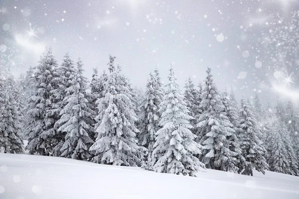 雪のモミの木と魔法の冬の風景 — ストック写真