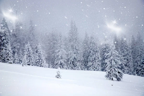 Magi Vinter Landskap Med Snöiga Granar — Stockfoto