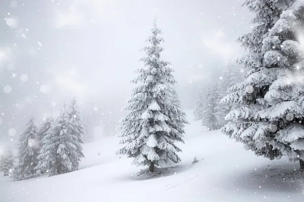 雪のモミの木と魔法の冬の風景 — ストック写真