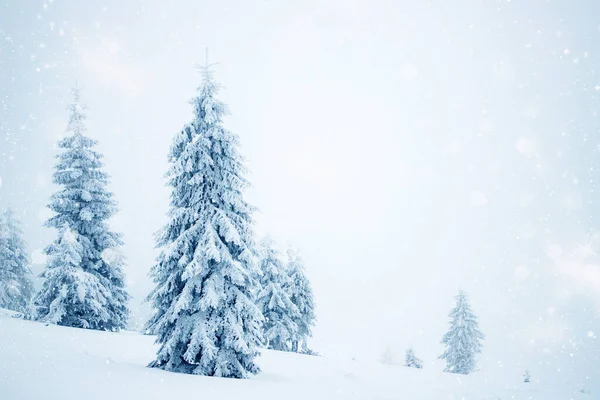 Magi Vinter Landskap Med Snöiga Granar — Stockfoto