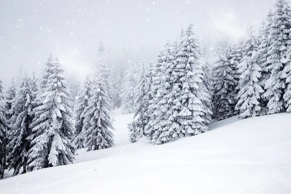Magi Vinter Landskap Med Snöiga Granar — Stockfoto