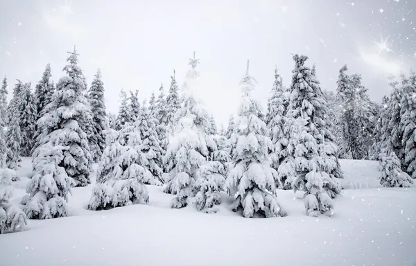 Paisagem Mágica Inverno Com Abetos Nevados — Fotografia de Stock