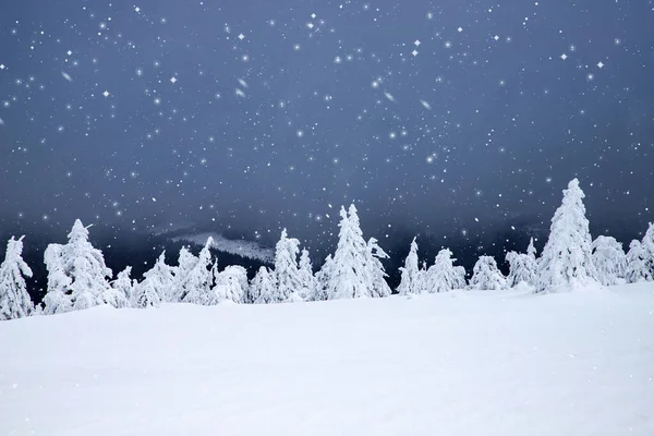 雪のモミの木と魔法の冬の風景 — ストック写真