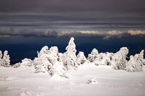 Paisaje Mágico Invierno Con Abetos Nevados — Foto de Stock