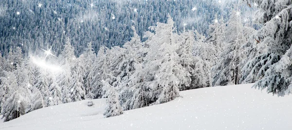 Úžasná Zimní Krajina Zasněženými Jedlemi — Stock fotografie