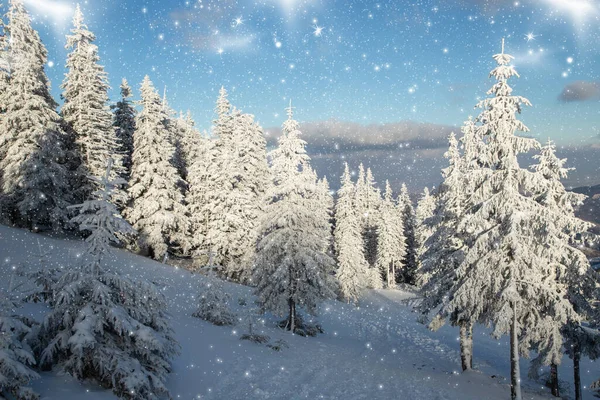 Niesamowity Zimowy Krajobraz Śnieżnymi Jodłami — Zdjęcie stockowe