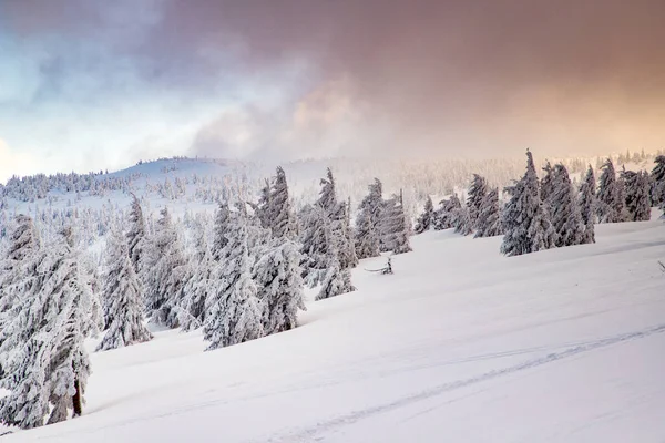 Incrível Paisagem Inverno Com Abetos Nevados — Fotografia de Stock