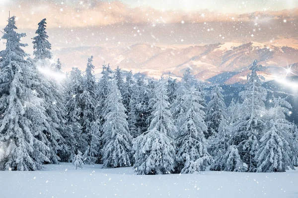 Increíble Paisaje Invierno Con Abetos Nevados — Foto de Stock