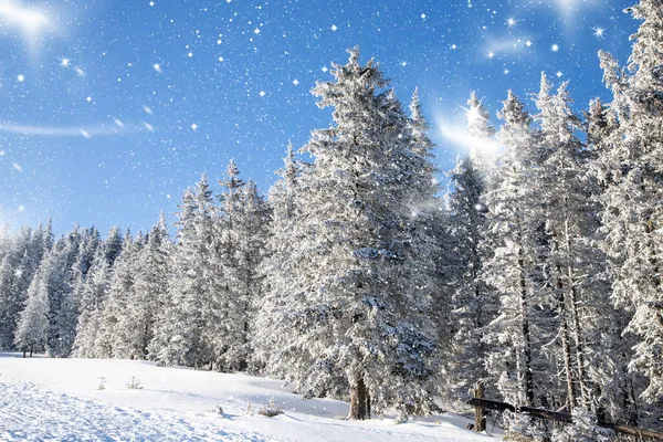 雪のモミの木と素晴らしい冬の風景 — ストック写真