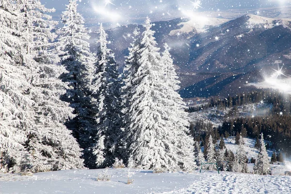 Hämmästyttävä Talvi Maisema Lumiset Kuuset — kuvapankkivalokuva