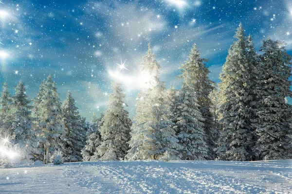 Traumhafte Winterlandschaft Mit Schneebedeckten Tannen — Stockfoto