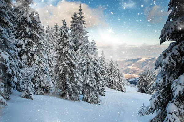 Geweldig Winterlandschap Met Besneeuwde Dennenbomen — Stockfoto