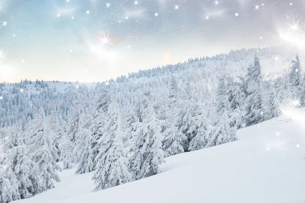 Geweldig Winterlandschap Met Besneeuwde Dennenbomen — Stockfoto