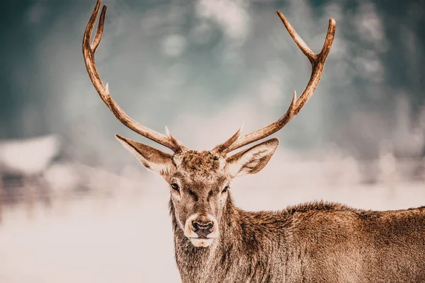 Ädla Rådjur Hane Vinter Snö — Stockfoto
