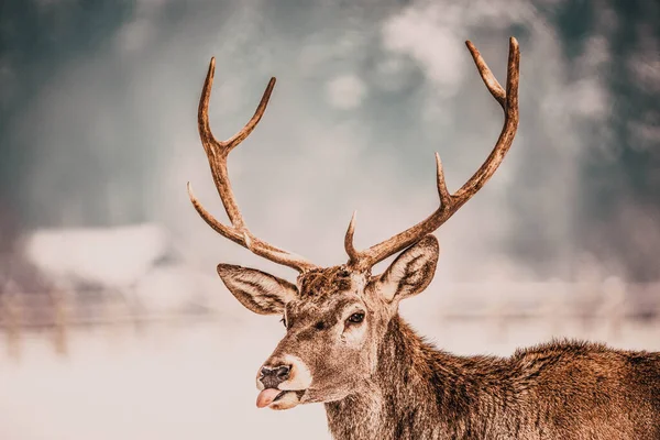 Edele Herten Mannetje Winter Sneeuw — Stockfoto