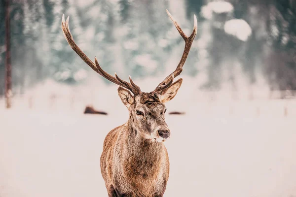 Ädla Rådjur Hane Vinter Snö — Stockfoto