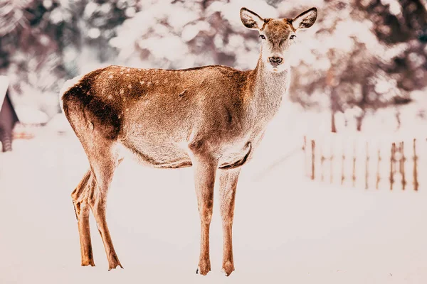 Rehe Winterschnee — Stockfoto