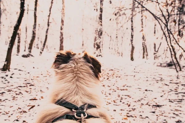 Güzel Kış Manzarasında Köpek Kafası Çam Ormanı Karla Kaplıydı — Stok fotoğraf