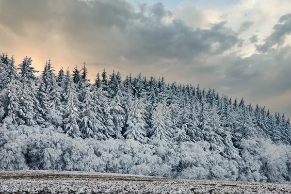 Красивий Зимовий Пейзаж Сніг Покритий Сосновим Лісом — стокове фото