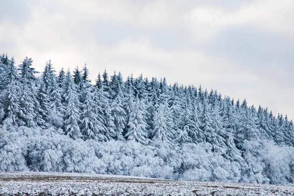 Prachtig Winterlandschap Besneeuwd Dennenbos — Stockfoto