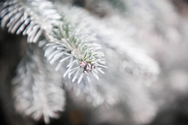 Vicino Rami Abete Innevati Sfondo Natale — Foto Stock