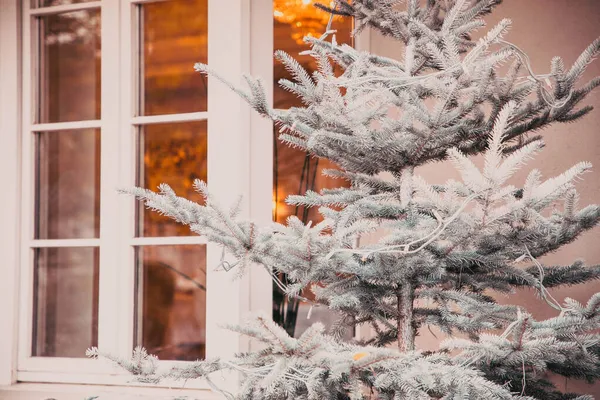 snowy firs in front of a window