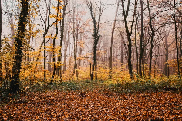 Красивый Туманный Лес Осенью — стоковое фото