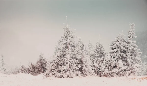 Pays Des Merveilles Hiver Fond Noël Avec Sapins Neigeux Dans — Photo