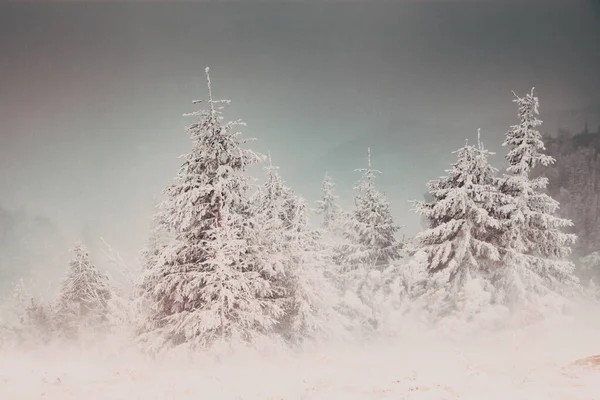 Winter Wonderland Christmas Background Snowy Fir Trees Mountains — Stock Photo, Image