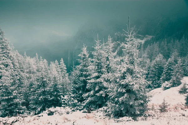 冬季仙境 圣诞背景与在山的雪杉木树 — 图库照片